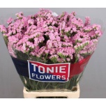 Limonium Parkjuur S Pretty Wings 80cm