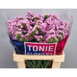 Limonium Parkjuur S Rosella Sun Birds 60cm