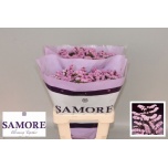 Limonium Parkjuur S Rosella Sun Birds 60cm