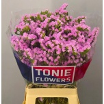 Limonium Parkjuur S Rosella Sun Birds 70cm