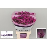 Limonium Parkjuur S Rosa Sun Birds 70cm