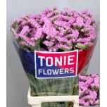 Limonium Parkjuur S Rosella Sun Birds 80cm