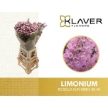 Limonium Parkjuur S Rosella Sun Birds 80cm