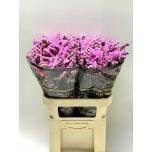 Limonium Parkjuur S Rosella Sun Birds 80cm