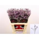 Limonium Parkjuur Safora Lilac 60cm