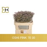 Limonium Parkjuur V Safora Oshi Pink 70cm