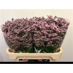Limonium Parkjuur V Safora Oshi Pink 70cm