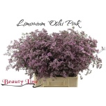 Limonium Parkjuur V Safora Oshi Pink 70cm