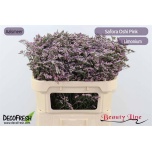 Limonium Parkjuur V Safora Oshi Pink 70cm