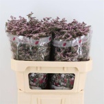 Limonium Parkjuur V Safora Oshi Pink 70cm