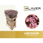 Limonium Parkjuur V Safora Oshi Pink 70cm