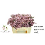 Limonium Parkjuur V Safora Oshi Pink 50cm