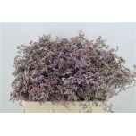 Limonium Parkjuur V Safora Oshi Pink 50cm