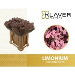 Limonium Parkjuur V Safora Oshi Pink 60cm