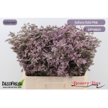 Limonium Parkjuur V Safora Oshi Pink 60cm