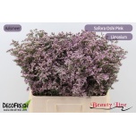 Limonium Parkjuur V Safora Oshi Pink 60cm