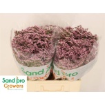 Limonium Parkjuur V Safora Oshi Pink 60cm