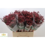 Limonium Parkjuur Scarlett Diamond 60cm