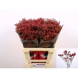 Limonium Parkjuur V Scarlett Diamond 60cm