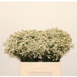 Limonium Parkjuur Sensy White 60cm