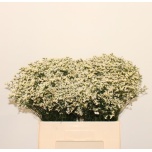 Limonium Parkjuur Sensy White 60cm