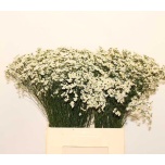Limonium Parkjuur Sensy White 70cm