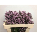 Limonium Parkjuur Silver Pink 50cm