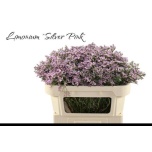 Limonium Parkjuur V Silver Pink 70cm