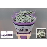 Limonium Parkjuur S Silver Sun Birds 70cm