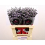 Limonium Parkjuur V Skylight 60cm