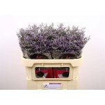 Limonium Parkjuur V Skylight 70cm