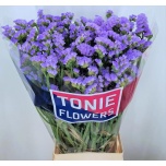 Limonium Parkjuur S Sky Wings 80-85cm
