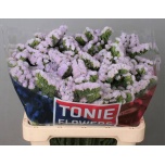 Limonium Parkjuur S Tessa Lavender 60cm