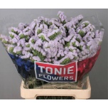 Limonium Parkjuur S Tessa Lavender 70cm
