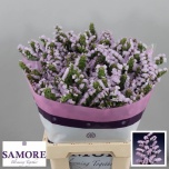 Limonium Parkjuur S Tessa Lavender 70cm