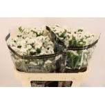 Limonium Parkjuur S White Starlight Wings 70-75cm