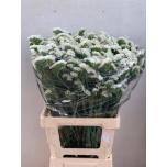 Limonium Parkjuur S White Starlight Wings 70-75cm