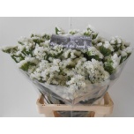 Limonium Parkjuur S White Starlight Wings 70cm