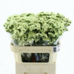 Limonium Parkjuur S Yellow Sun Birds 70cm