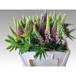 Lupinus 55cm