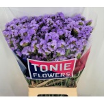 Limonium Parkjuur S Sky Wings 70cm