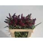 Lysimachia Metsvits 60cm Atropurpurea