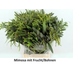 Mimosa mit frucht green 55cm (pk)