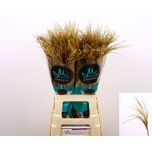 Miscanthus Siidpööris White Cloud 70cm