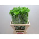 Moluccella Torbiklill 60cm