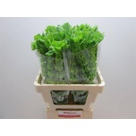 Moluccella Torbiklill 60cm