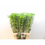Moluccella Torbiklill 70cm