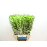 Moluccella Torbiklill 70cm