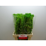 Moluccella Torbiklill 70cm