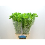 Moluccella Torbiklill 80cm